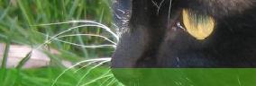 Schwarzekatze.JPG